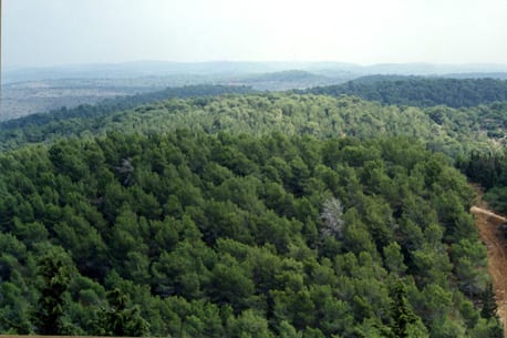 carmel_forests_view_big.jpg