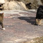 חתולים מזדווגים – טיילת בת גלים (צילום: ירון כרמי)