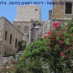 דירות_רפאים_בחיפה_-_ואדי_סליב_._צילום_-_חי_פה_בשטח_-_haipo.co.il