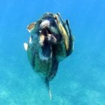 צבי ים מזדווגים – חיפה (צילום: אהד פלג)