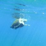 צבי ים מזדווגים – חיפה (צילום: אהד פלג)