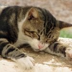 חתול מנמנם בכרמל הצרפתי בחיפה (צילום – ירון כרמי)