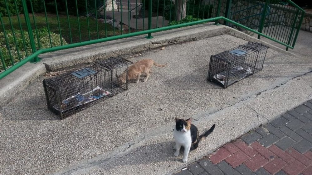 עיקור חתולי רחוב (צילום: איל לרמן)