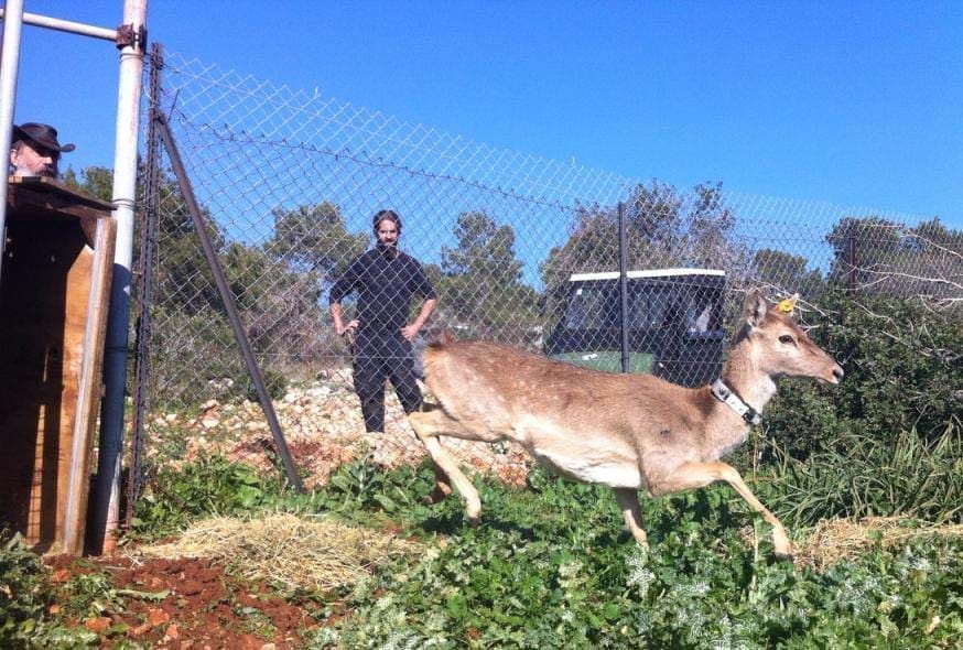 יחמור משוחרר לטבע בכרמל (צילום: יריב שגיא)