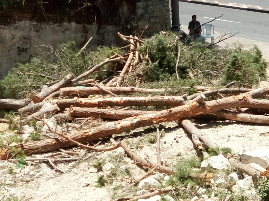 כריתת עצים במגרש לבנייה ברחוב חורב 37 – חיפה