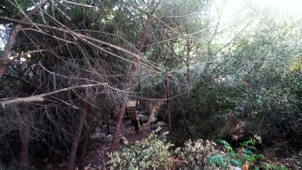 החיפושים אחר הנעדר שלמה דידיה התמקדו היום בנחל לוטם - תמונות - חי פֹּה ...