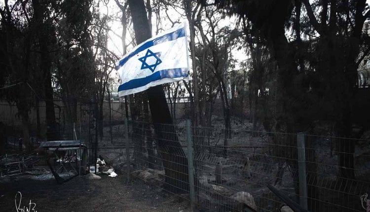 השרפה הגדולה בחיפה – 24 בנובמבר 2016 – היום שאחרי (צילום: רועי בן אריה)