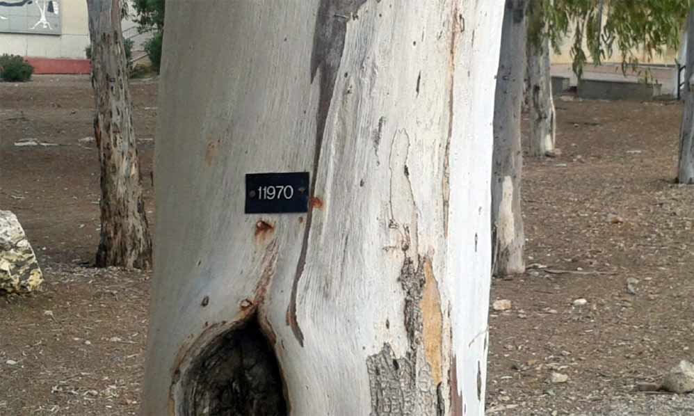 סימון עצים בשכונת קריית אליעזר בחיפה (צילום: אדיר יזירף)