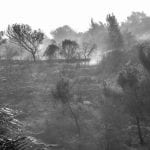 השרפה הגדולה בחיפה – מבט מגבעת אורנים לכיוון רמת אלמוגי 25/11/2016 (צילום: ניר הופמן)