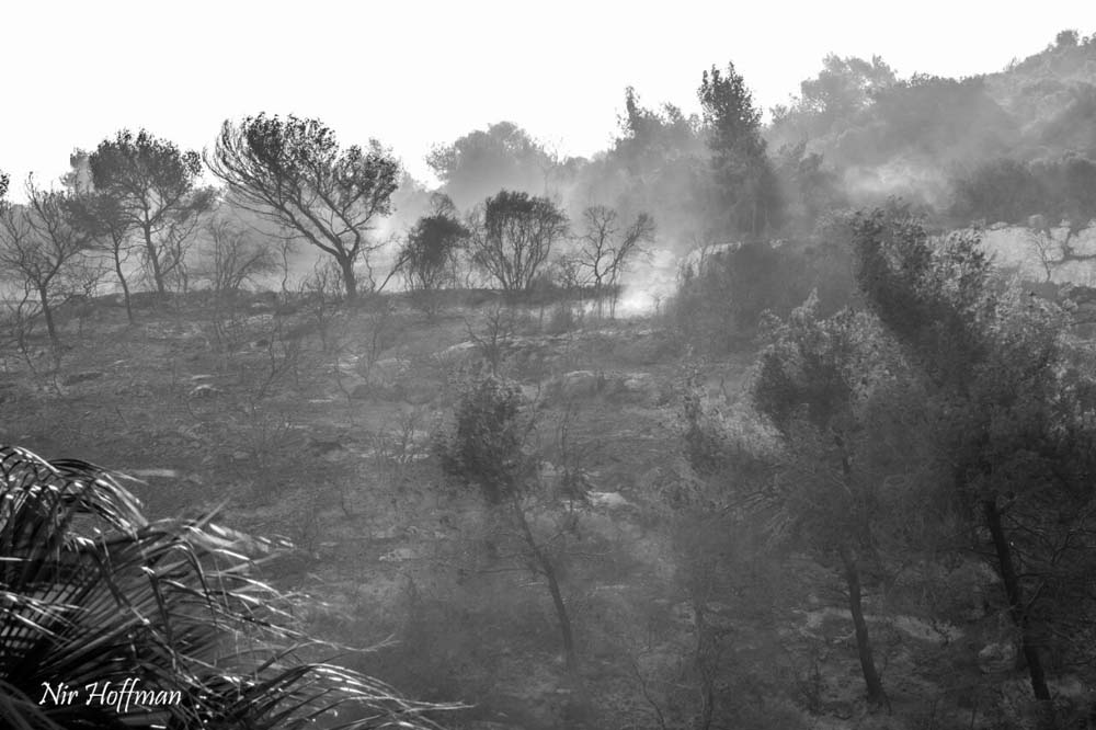 השרפה הגדולה בחיפה - מבט מגבעת אורנים לכיוון רמת אלמוגי 25/11/2016 (צילום: ניר הופמן)