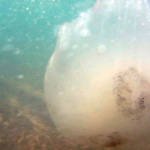 מדוזה בחוף קריית ים 1. צילום – ירון כרמי