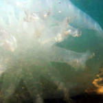 מדוזה בחוף קריית ים  (צילום – ירון כרמי)