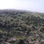גבעת העיזים בחיפה (צילום: עמרי שפר)