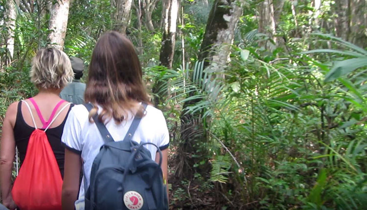 טיול ביער הגשם – יער ג'וזאני