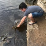 מפגש עם צבי ים בחוות ההצלה