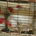תרנגולות דחוסות בכלוב קרדיט צילום אנונימוס לזכויות בעלי חיים