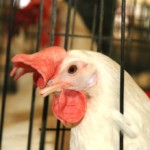 תרנגולת בכלוב מוקטן קרדיט צילום אנונימוס לזכויות בעלי חיים