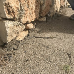 נחש זעמן מטבעות בולע חרדון –  חיפה – 16.2.2018