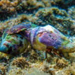 נזירון מקושט – Hermit crab בהתקבצות רבייה – אביב בחיפה (צילום – שרה אוחיון)
