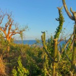 קקטוסים ועצים קוצניים דמויי שיטה מכסים את רוב האי קולברה (צילום – ירון כרמי)