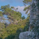 עצי אורן על הכרמל – נחל אורן (צילום – ירון כרמי)