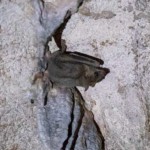 עטלף – צולם במערת אצבע מעל נחל אורן (צילום – ירון כרמי)