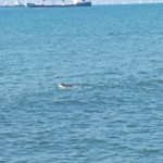 כלבת הים הנזירית, מאיה, חולפת במפרץ בת- גלים ביום חמישי האחרון 10.5.18. צילום: אביב רוזן