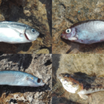 דגים מתים בשקמונה יולי 2017 צילום שרה אוחיון