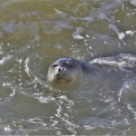 ישר בעיניים כלבת הים הנזירית בראש הנקרה צילום עוז גופמן
