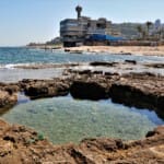 שקמונה (צילום: שרה אוחיון)