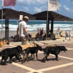 מוביל כלבים בחוף דדו בחיפה (צילום – ירון כרמי)