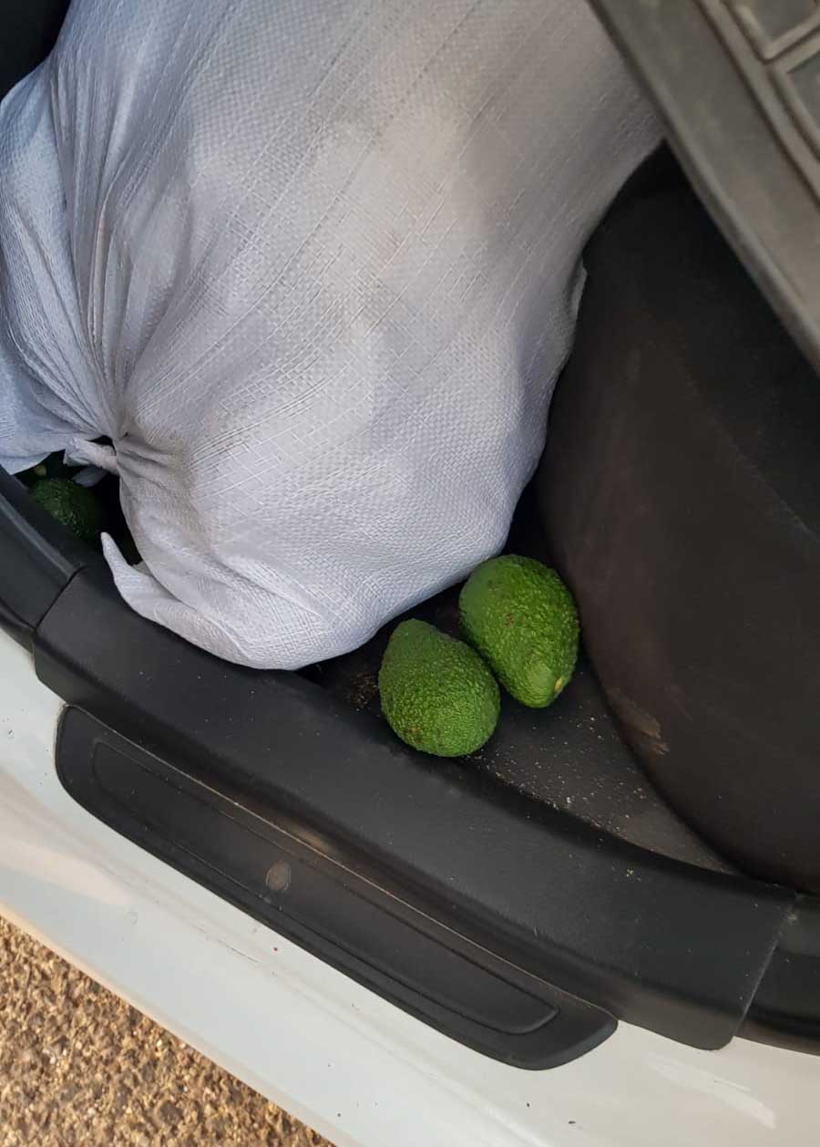 תא מטען עמוס באבוקדו - 4 נעצרו בחשד לגניבת טון אבוקדו ממטעים במושב דור - 21/9/2018 (צילום: משטרת ישראל)