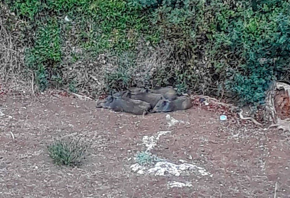 גורי חזירים מנמנמים בגן אלי כהן בחיפה (צילום: ריקי בר)
