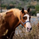 סוס בחוות ביסאן בעוספיה (צילום: ירון כרמי)