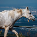 סוס בחוות ביסאן בעוספיה (צילום: ירון כרמי)
