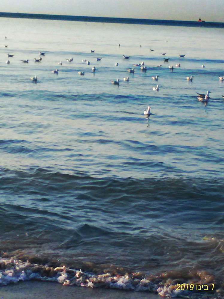 להקת שחפים בקרבת החוף בקריית חיים (צילום: מלכה טמיר)