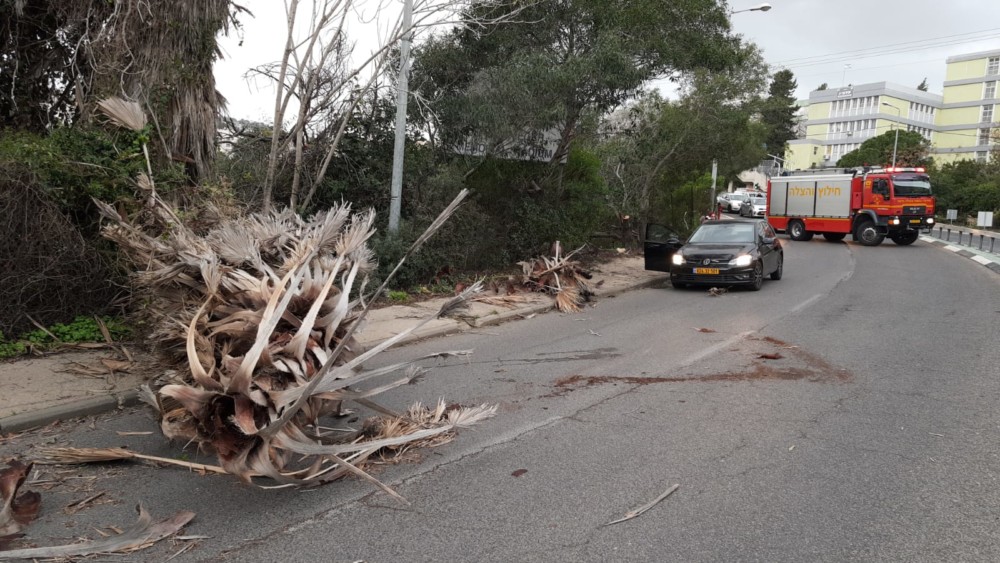 עץ קרס בכביש דורי (צילום: יעקב ישראל)