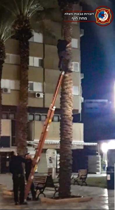 לוחמי העץ חילצו נער שטיפס ונתקע על עץ דקל בכיכר מאירהוף בחיפה (צילום: דוברות כבאות והצלה - מחוז חוף)