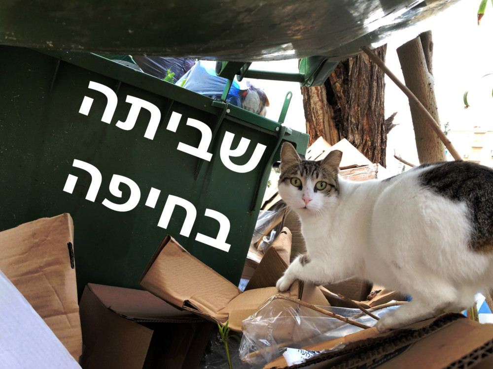 חתול נהנה מהשביתה בחיפה (צילום: ירון כרמי)