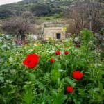 כלניות בנחל שיח – טיול חורף בנחל שיח בחיפה – התמונות ומסלול הטיול (צילום: גלעד שטיין)