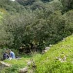 נחל שיח – טיול חורף בנחל שיח בחיפה – התמונות ומסלול הטיול (צילום: גלעד שטיין)