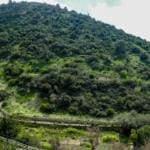 נחל שיח בחיפה – טיול חורף בנחל שיח בחיפה – התמונות ומסלול הטיול (צילום: גלעד שטיין)