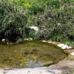 בריכת מים בנחל שיח – טיול חורף בנחל שיח בחיפה – התמונות ומסלול הטיול (צילום: גלעד שטיין)