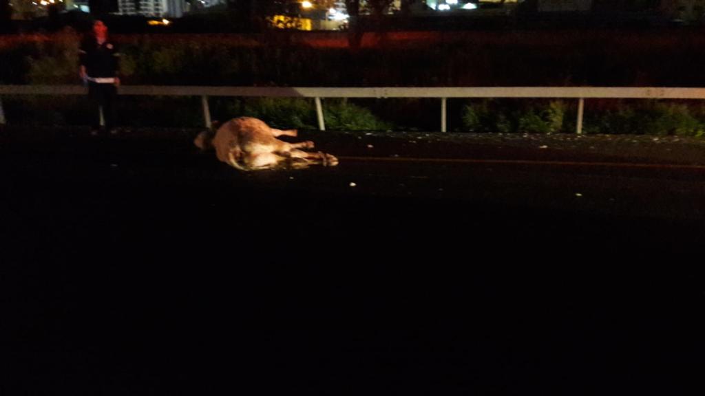 פרה מתה על כביש 77 צומת יגור צילום: איחוד הצלה