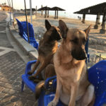 כלבים בטיילת דדו (צילום: נגה כרמי)