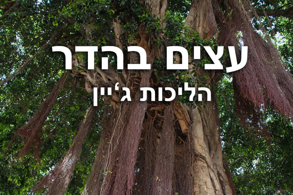 עצים בהדר עליון בחיפה. טבע-עירוני-בין-מקומי-ולא-מקומי - דנה הרצברג