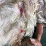 פצעי נשיכה של תן בכלבת השיצו (צילום: חי פה)
