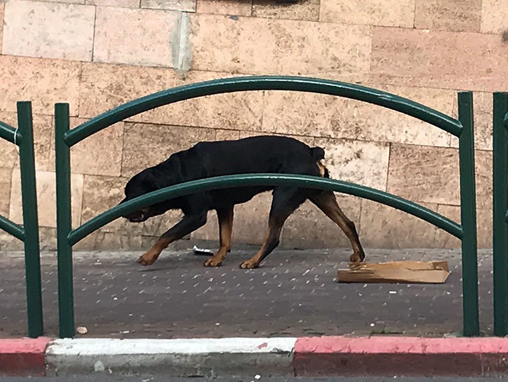 כלב מסוכן מסוג רוטויילר משוטט ברחוב בחיפה (צילום: נגה כרמי)