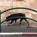 כלב מסוכן מסוג רוטוויילר משוטט ברחוב בחיפה (צילום: נגה כרמי)