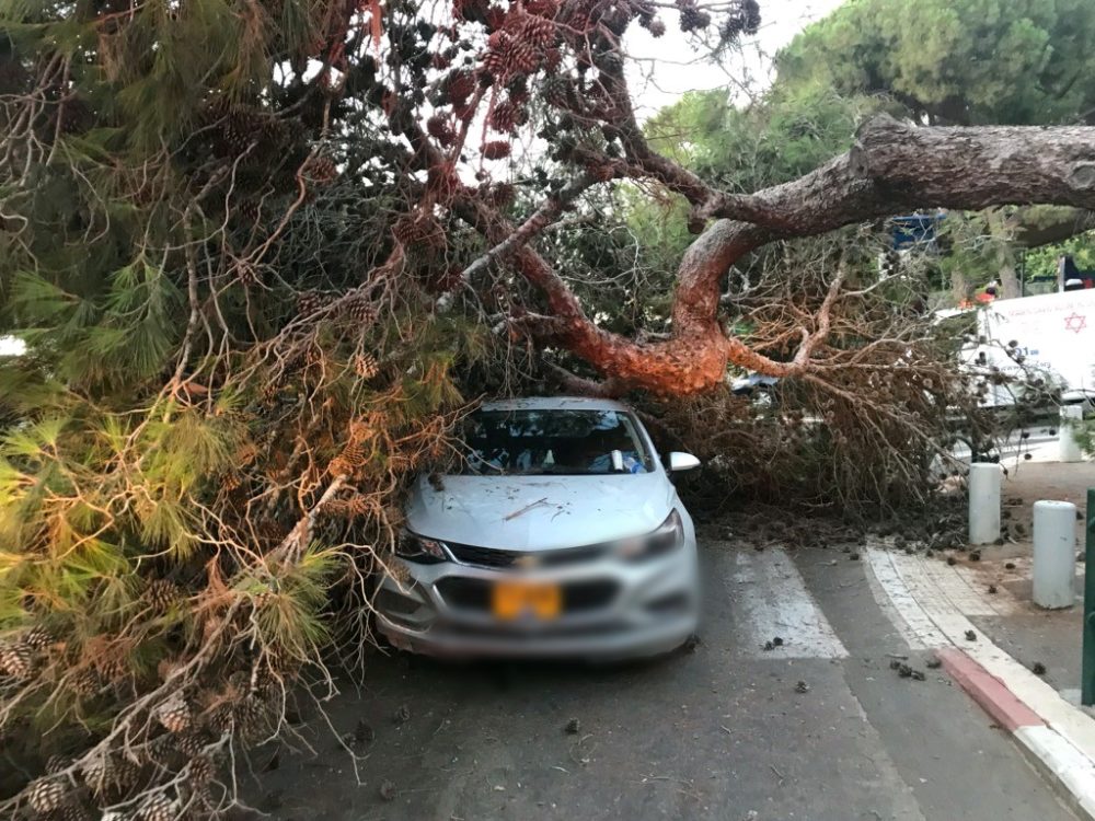 עץ קרס על רכב שהיה בנסיעה ברחוב שומרון בחיפה - שני נפגעים (צילום: איחוד הצלה)